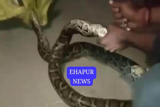 अजगर निकलने से मचा हड़कंप