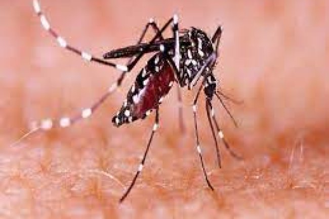 जिले में डेंगू के मरीजों की संख्या हुई 59