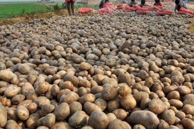 आलू बीज की बिक्री दरें तय