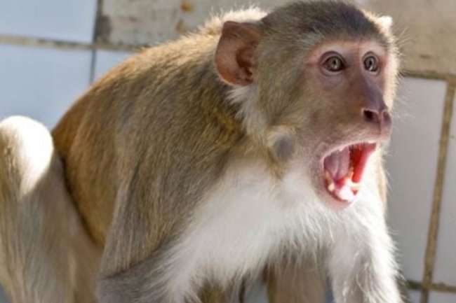 पिलखुवा में बंदरों को पकड़ना जारी, हापुड़ व गढ़ के लोग अभी भी परेशान