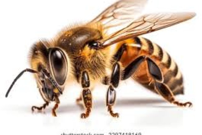 मधुमक्खी के हमले का शिकार हुए कुत्ते ने मालिक को काटा