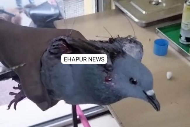 चाइनीज माझें से 13 पक्षी घायल,10 की मौत