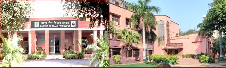 पादप रोग विज्ञान प्रभाग नई दिल्ली में भर्ती